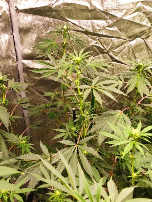 Red tropicana cookies. Week 7