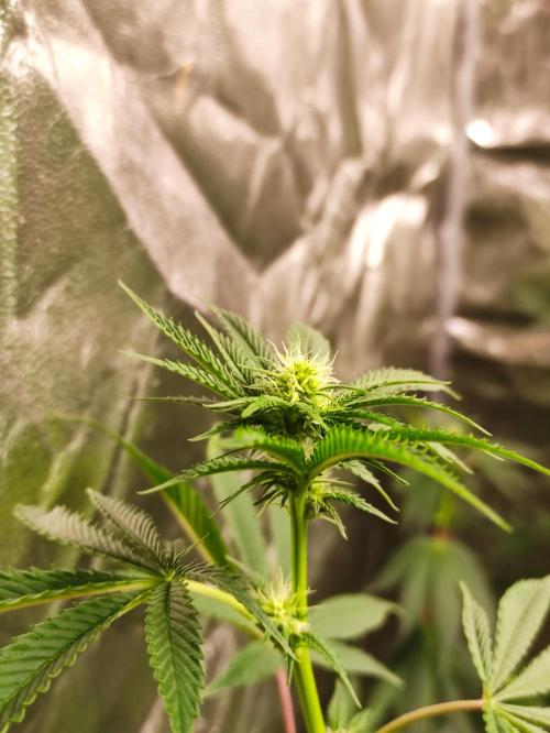 Red tropicana cookies. Week 7