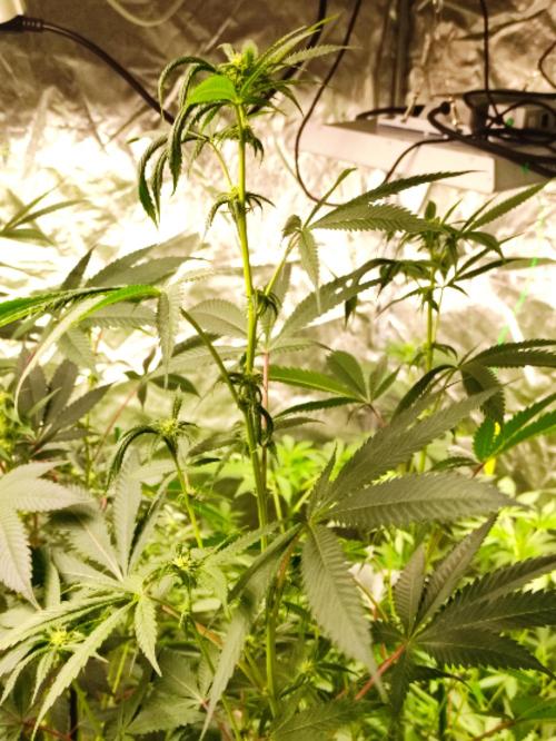 Frozen Biscotti. Week 7