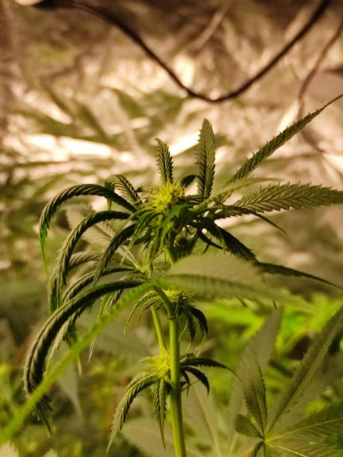 Frozen Biscotti. Week 7