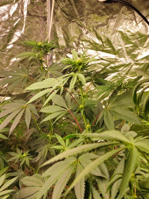 Frozen Biscotti. Week 7