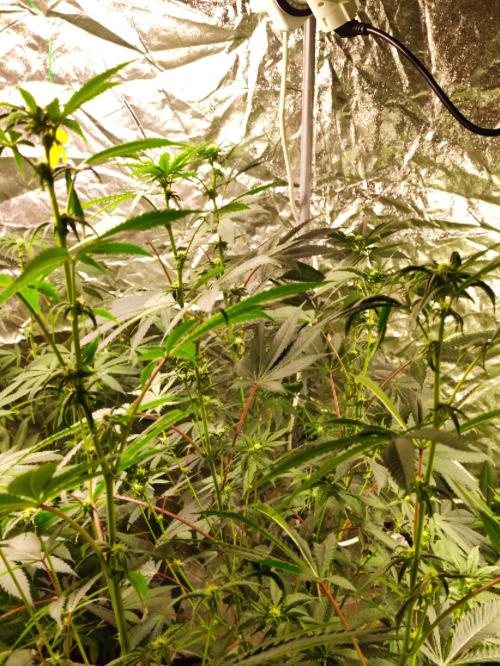 Frozen Biscotti. Week 7