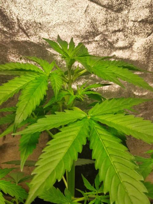 Fumepop Auto. Week 3