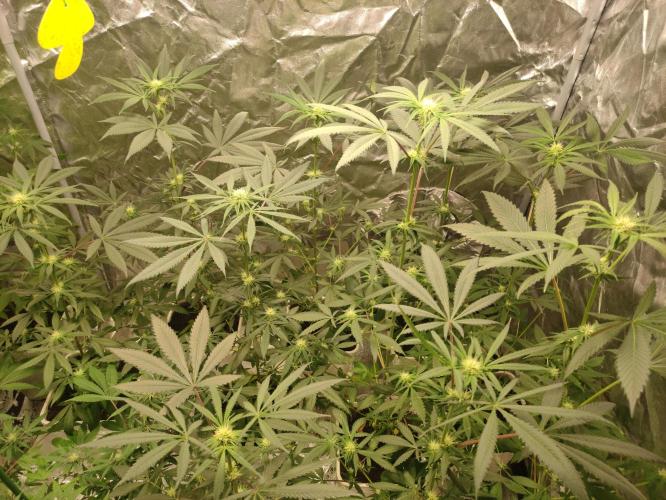 Pink Banana Runtz. Week 5