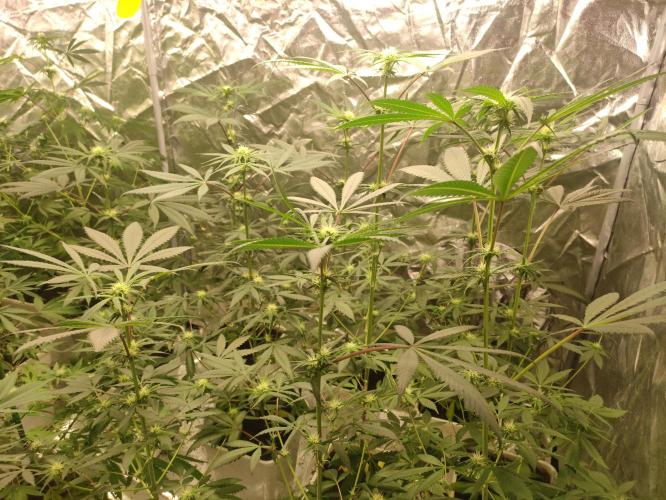 Pink Banana Runtz. Week 5