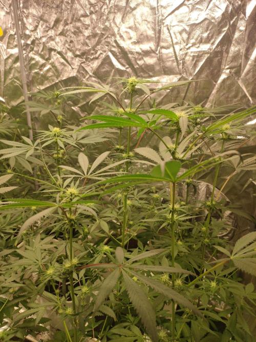 Pink Banana Runtz. Week 5