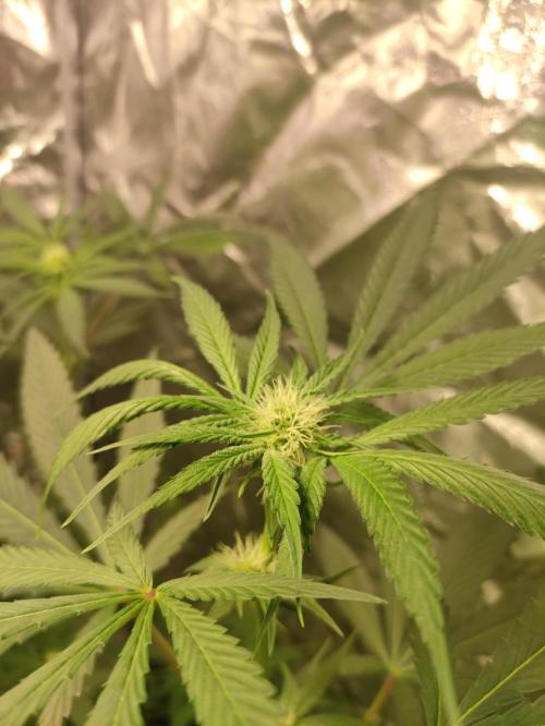 Pink Banana Runtz. Week 5