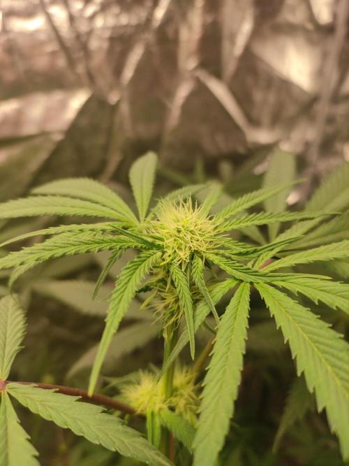 Pink Banana Runtz. Week 5