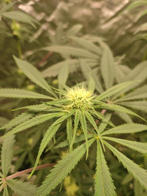 Pink Banana Runtz. Week 5