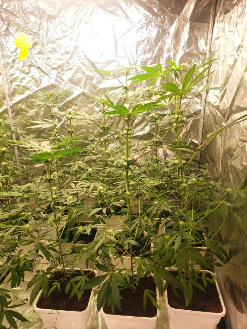 Pink Banana Runtz. Week 5