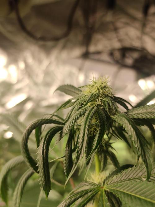 Frozen Biscotti. Week 8