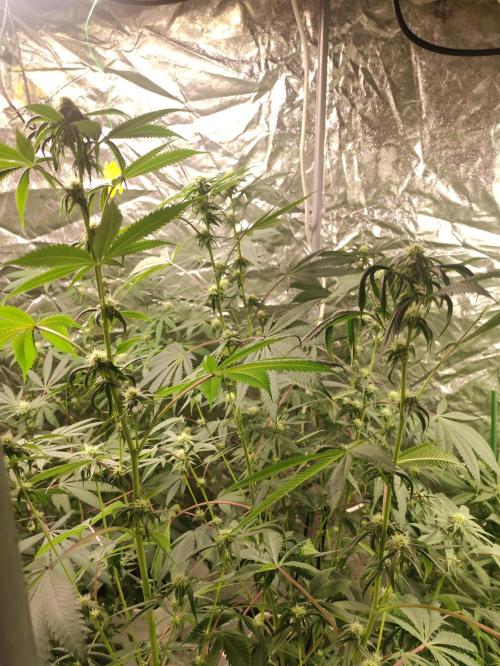 Frozen Biscotti. Week 8