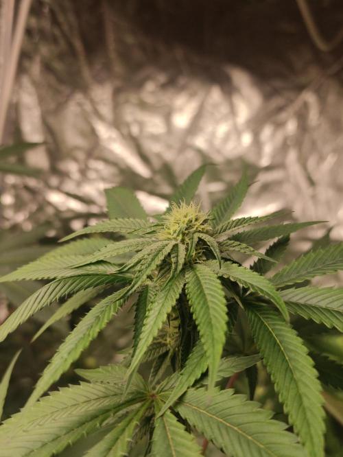 Frozen Biscotti. Week 8