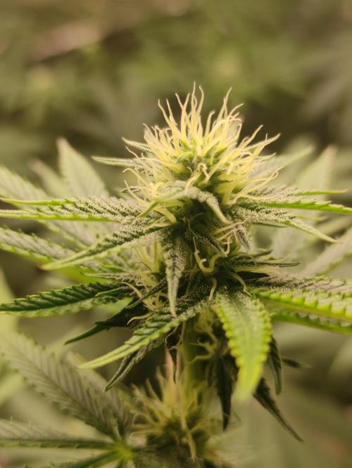 Red tropicana cookies. Week 8