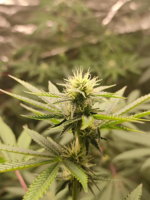 Red tropicana cookies. Week 8