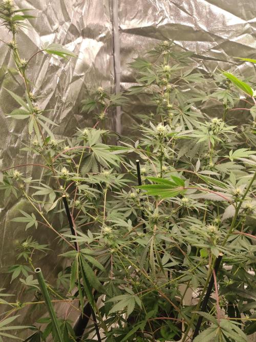 Red tropicana cookies. Week 8