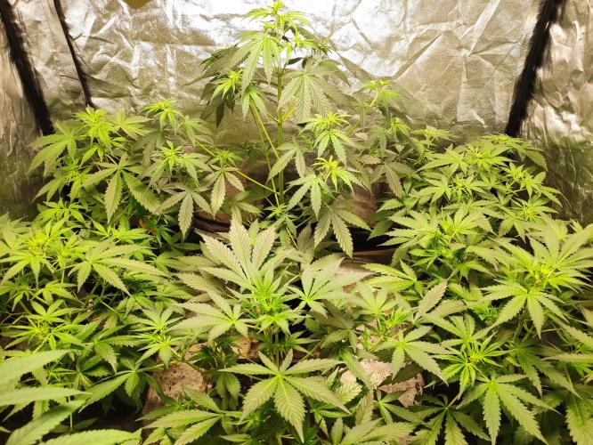 Pineapple Pulse. Week 4