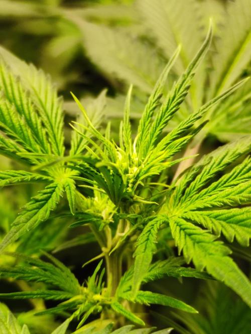 Pineapple Pulse. Week 4