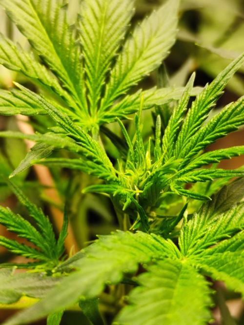 Pineapple Pulse. Week 4