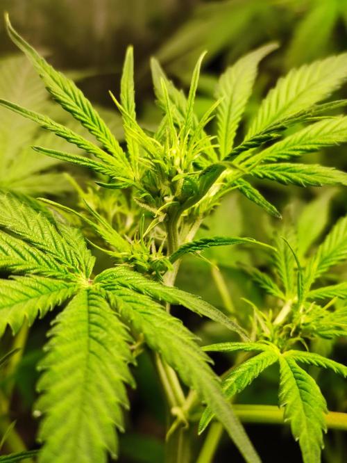 Pineapple Pulse. Week 4