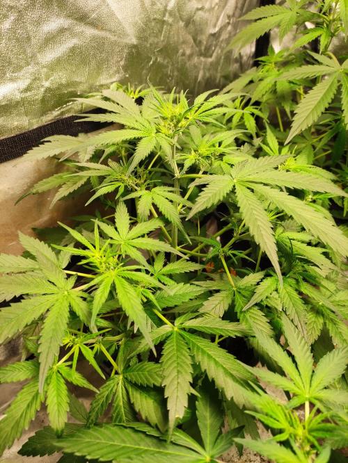 Pineapple Pulse. Week 4