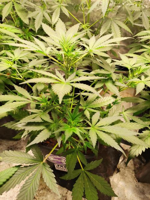 Pineapple Pulse. Week 4