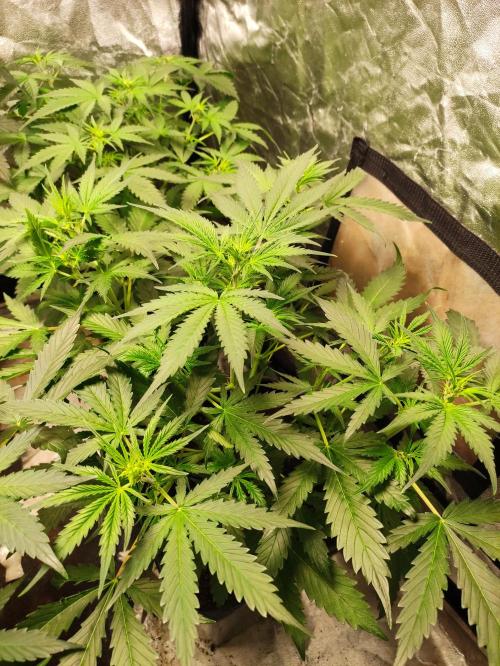 Pineapple Pulse. Week 4