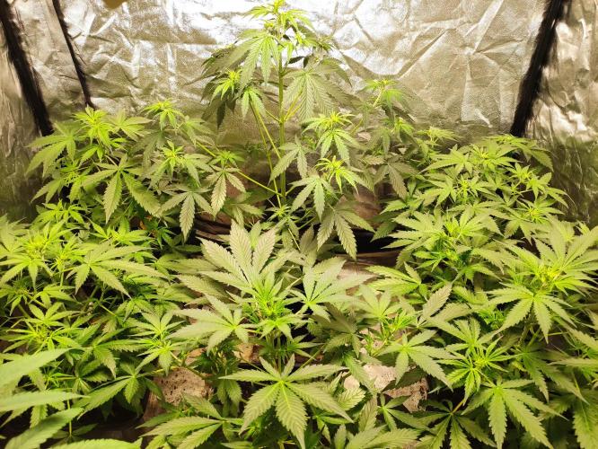 Fumepop Auto. Week 4