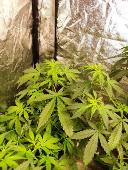 Fumepop Auto. Week 4