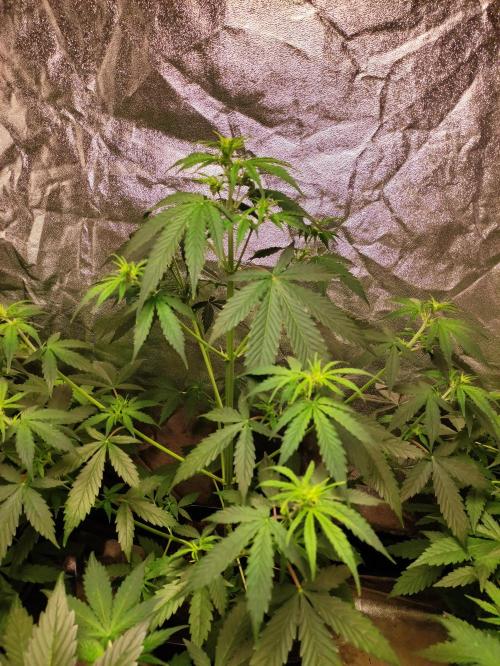 Fumepop Auto. Week 4