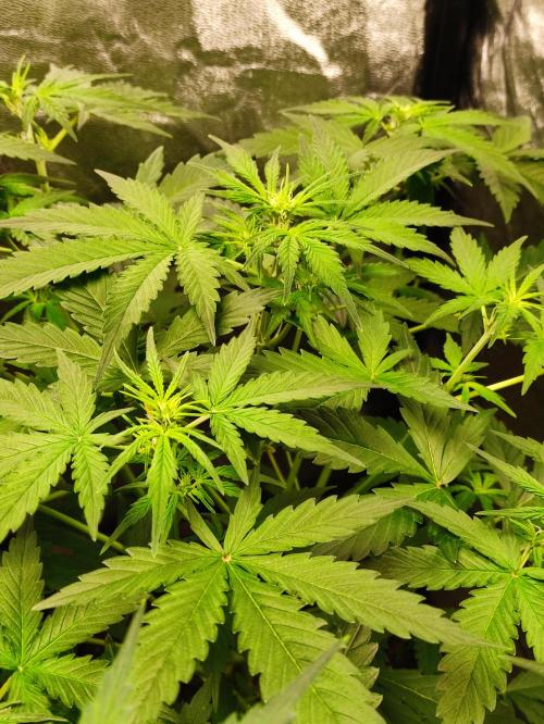 Fumepop Auto. Week 4