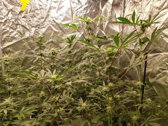 Pink Banana Runtz. Week 6