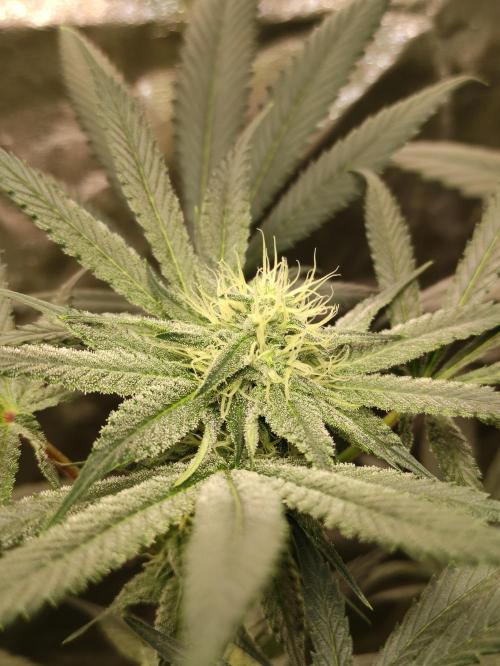 Pink Banana Runtz. Week 6