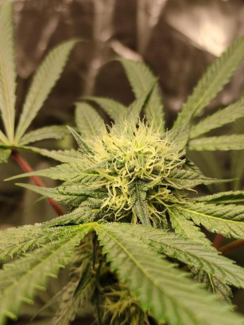 Pink Banana Runtz. Week 6