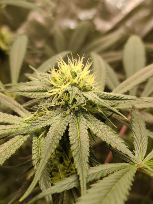 Pink Banana Runtz. Week 6