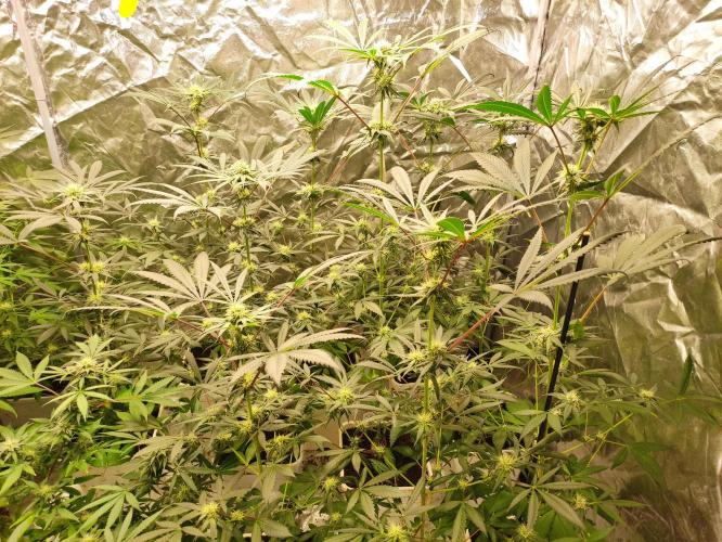 Pink Banana Runtz. Week 6