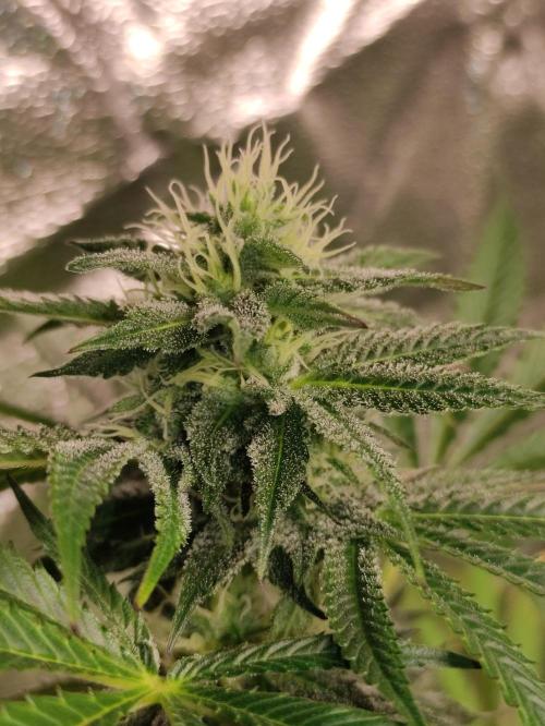 Red tropicana cookies. Week 9