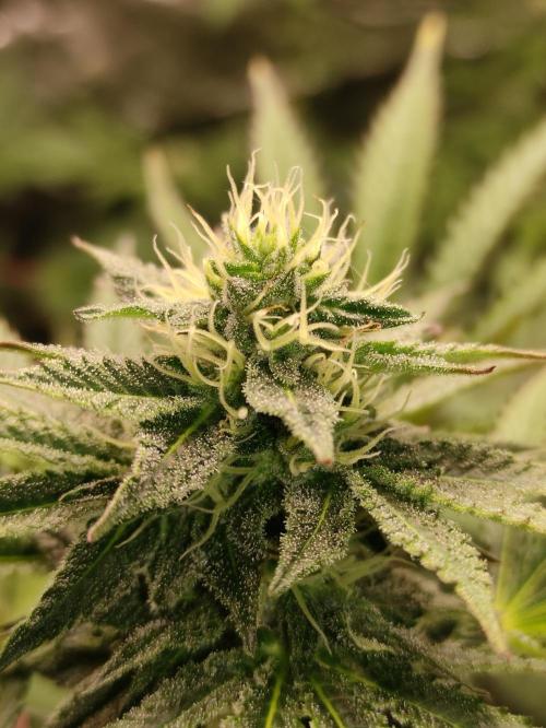 Red tropicana cookies. Week 9