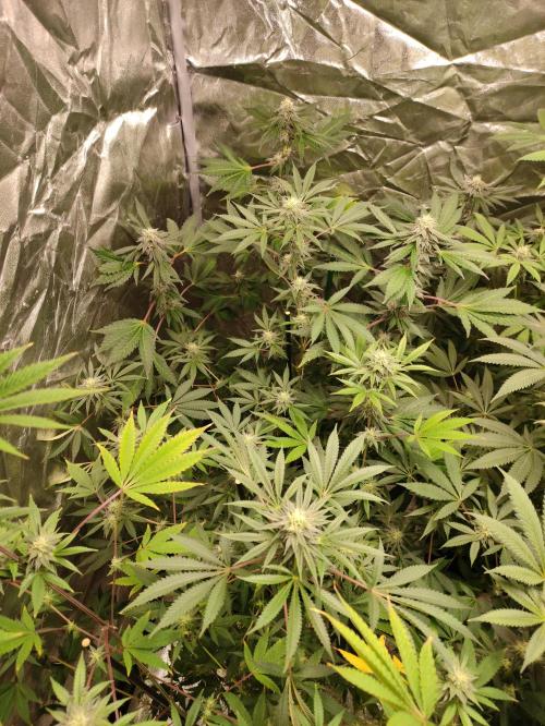 Red tropicana cookies. Week 9