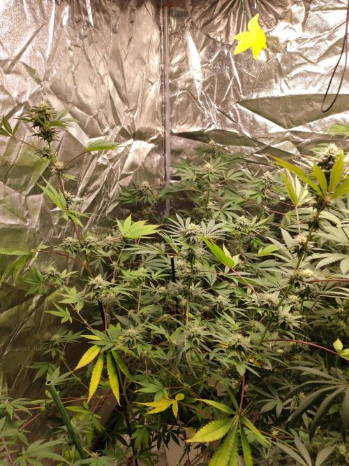 Red tropicana cookies. Week 9