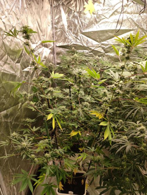 Red tropicana cookies. Week 9