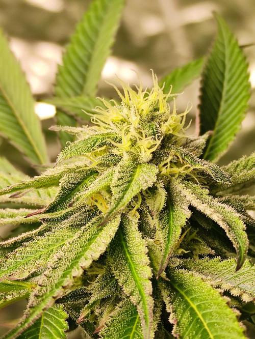 Frozen Biscotti. Week 9