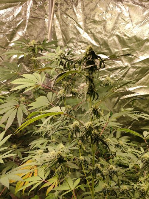 Frozen Biscotti. Week 9