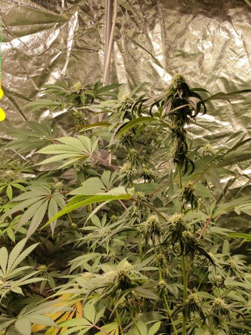 Frozen Biscotti. Week 9