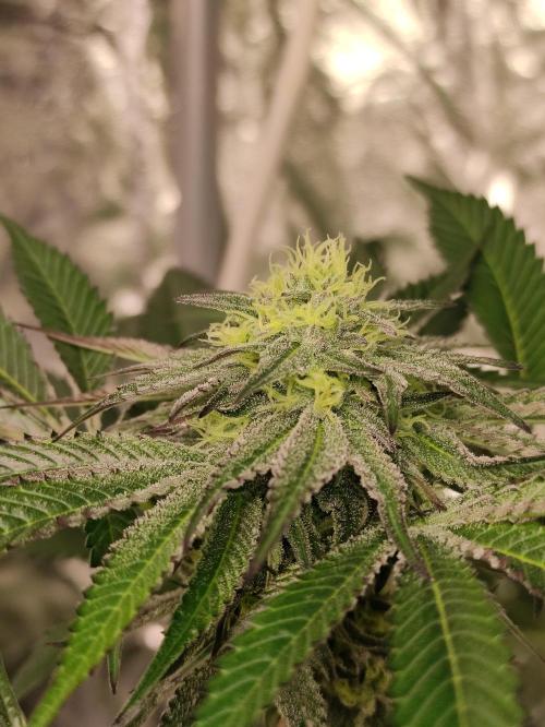 Frozen Biscotti. Week 9