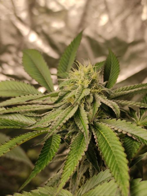 Frozen Biscotti. Week 9