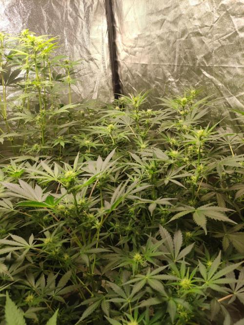 Pineapple Pulse. Week 5