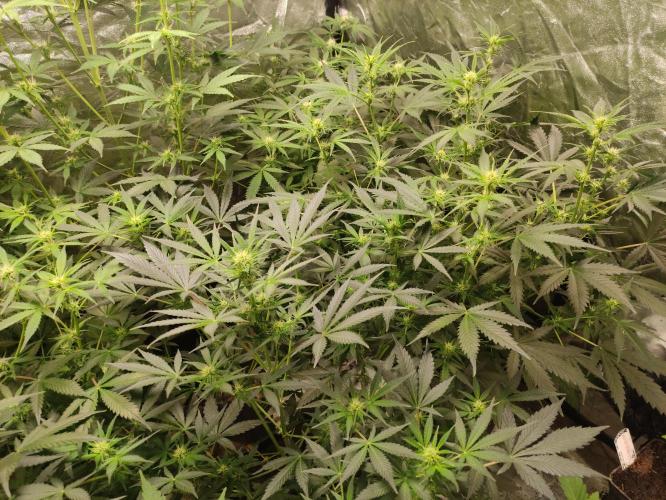 Pineapple Pulse. Week 5