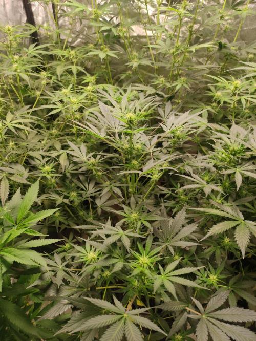 Pineapple Pulse. Week 5