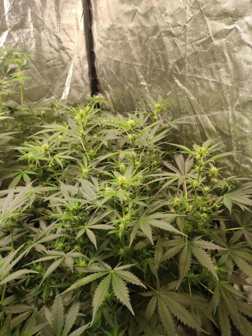 Pineapple Pulse. Week 5